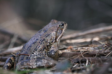 The common toad, European toad, or simply the toad (Bufo bufo) sitting in a mountain marsh