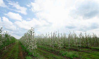 Fototapeta na wymiar Beautiful blooming garden in spring, fruit farm industry and botanical