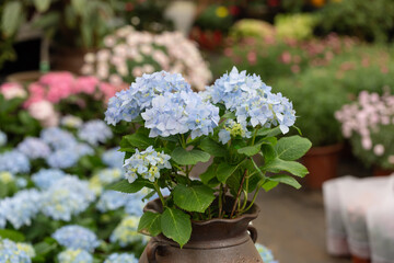 Colored flowers hydrangea，Hydrangea macrophylla，Forever Summer，Endless Summer