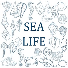 Elegant line sea shells, vector art pattern illustration. © NATALIIA TOSUN