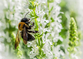  An Eastern Carpenter bee (Xylocopa virginica) pollinates a flower. Though beneficial as pollinators, Carpenter bees cause substantial damage to wooden structures by tunneling to make brood nests.