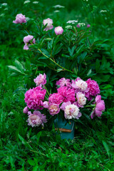 Bouquet of pink peonies in milk can standing near peony bush in garden, closeup view