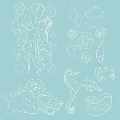Elegant line sea shells, vector art pattern illustration.