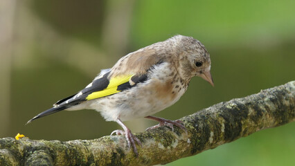 Goldfinch Juvenile on a branch in woods