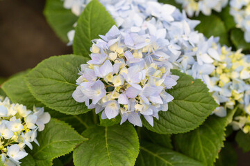 Colored flowers hydrangea，Hydrangea macrophylla，Forever Summer，Endless Summer