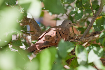 bird in a tree in nicaragua