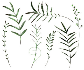 Vektorsammlung von Gräsern in Aquarell
