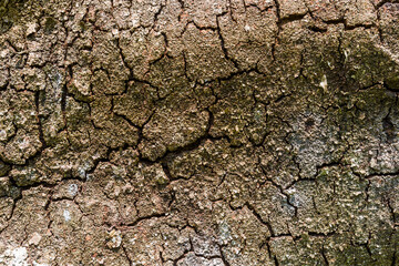close-up of tree bark texture