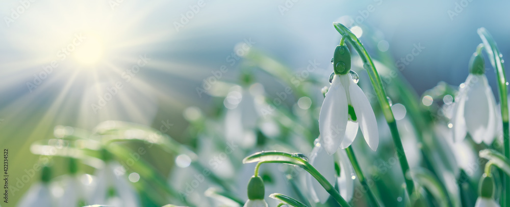 Canvas Prints snowdrops on bokeh background in sunny spring garden under sunbeams.