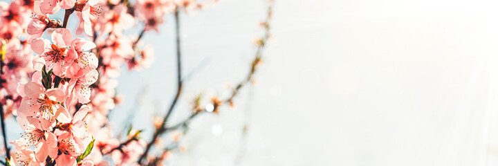 a spring pink flowers backgrounds