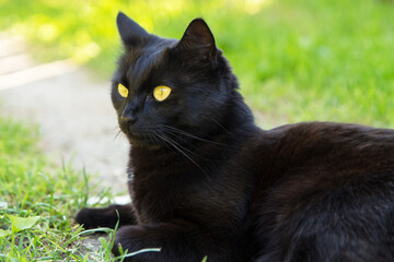 Beautiful black cat portrait with yellow eyes close up outdoors in green grass in spring nature