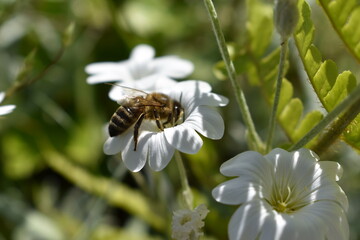 Biene mit Hornkraut im Schwarzwald