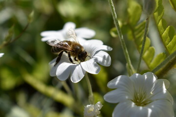 Biene mit Hornkraut im Schwarzwald