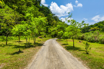 The trail through the green forest in the mountain of Pingtung, Taiwan.