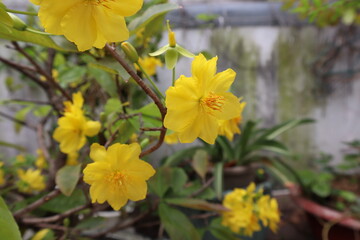 yellow flowers rooftop garden