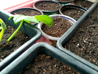 Seedlings of flowers on the windowsill in the spring. Sow seeds in pots with soil for growing plants. Dacha season in agriculture.
