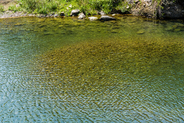 The water ripples on the surface of the pond.