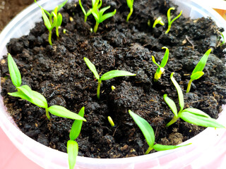 Seedlings of peppers and tomatoes in peat pots in spring. Sow seeds in a container with soil for growing plants. Dacha season in agriculture.