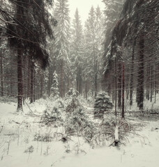 little Christmas trees in snow after winter snowfall, foggy landscape in forest