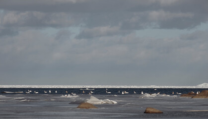 swans among ice and snow, winters in the Gulf of Finland