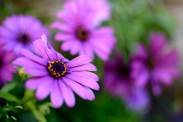 flor de margaritas moradas en jardin