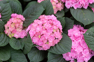 Colored flowers hydrangea，Hydrangea macrophylla，Forever Summer，Endless Summer