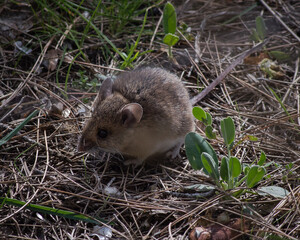 mouse in the grass