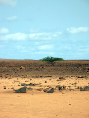 Dry volcanic landscape, salty desert on island Sal in Cabo Verde archipelago; solitary acacia tree in flat empty landscape.