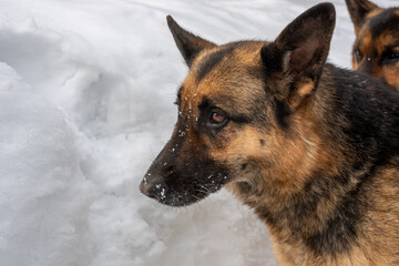 Loyal friend - German Shepherd close up, portrait