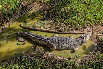 The thai crocodile rest on the garden
