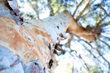Eucalyptus tree, low angle image with intentionally small section of the trunk in focus, strongly blurred fore and background, canopy sky and blue sky in far background.