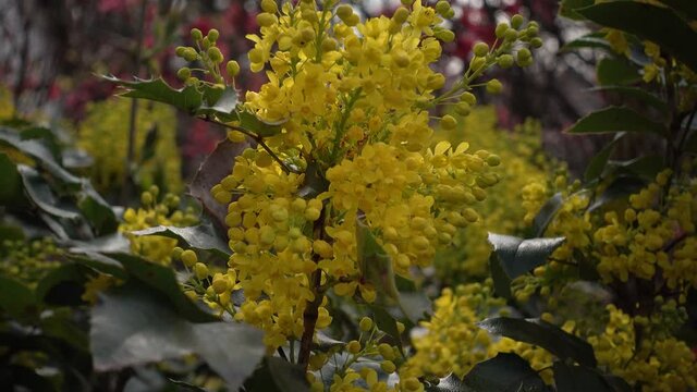 Gew&ouml;hnliche Mahonie, Stechdornbl&auml;ttrige Mahonie (Mahonia aquifolium) - Zierstrauch mit vielen gelben Bl&uuml;ten im Fr&uuml;hling in Nahaufnahme