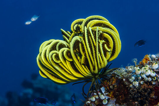 Yellow feather star on a coral reef