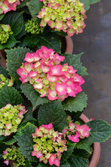 Colored flowers hydrangea，Hydrangea macrophylla，Forever Summer，Endless Summer