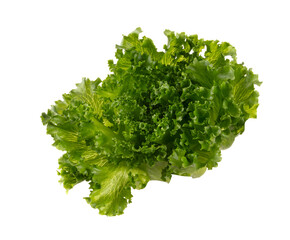 Fototapeta premium Salad leaves Bio lettuce isolated on white background.