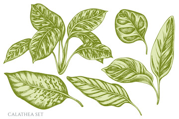 Vector set of hand drawn pastel calathea