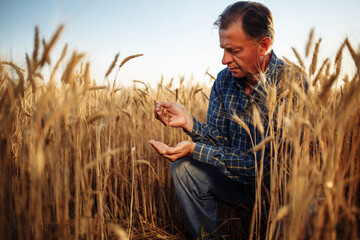 Farmer sits at the middle of the golden wheat field checking the quality of the grains. Man...