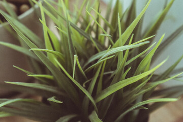 Artificial grass in bucket in sunset lights. Closeup photo.