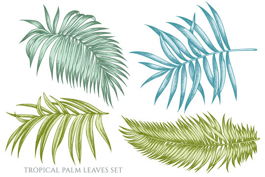 Vector Set Of Hand Drawn Pastel Tropical Palm Leaves