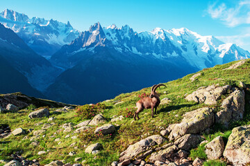 Charming mountain landscape with mountain goat in the French Alps near the Lac Blanc massif against the backdrop of Mont Blanc.