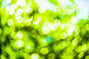 Obraz premium Nature green tree abstract defocus as background