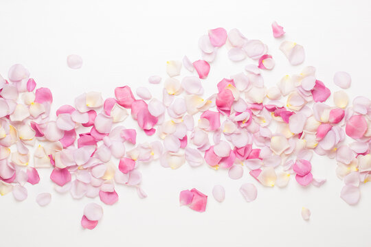 Pink rose flowers petals on white background. Flat lay, top view, copy space.
