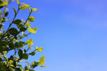 leaves against sky