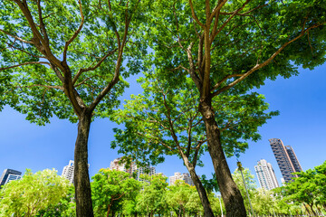 low angle view of green trees with the blue sky background