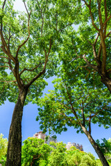 Lush green trees with blue sky background