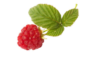 The raspberry on a branch on a white background isolated