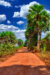 Fototapeta na wymiar Rural plantations in countryside of Cambodia