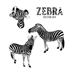 Obraz na płótnie Canvas Zebra in various positions