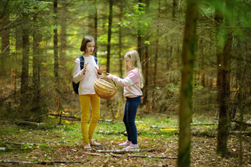 Naklejka na ściany i meble Two cute young sisters having fun during forest hike on beautiful summer day. Children exploring nature. Active family leisure with kids.