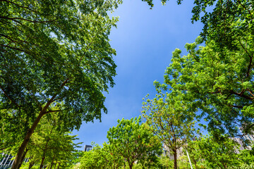 low angle view of green trees with the blue sky background